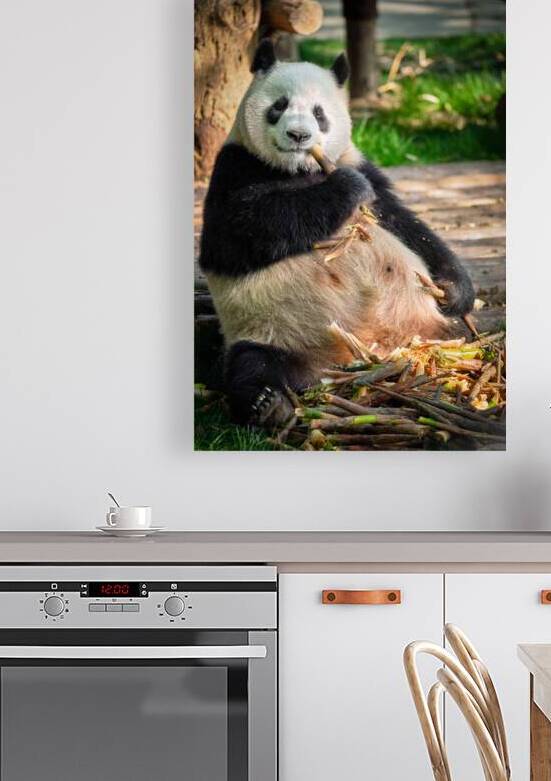 Giant panda bear in China by Dmitry Rukhlenko