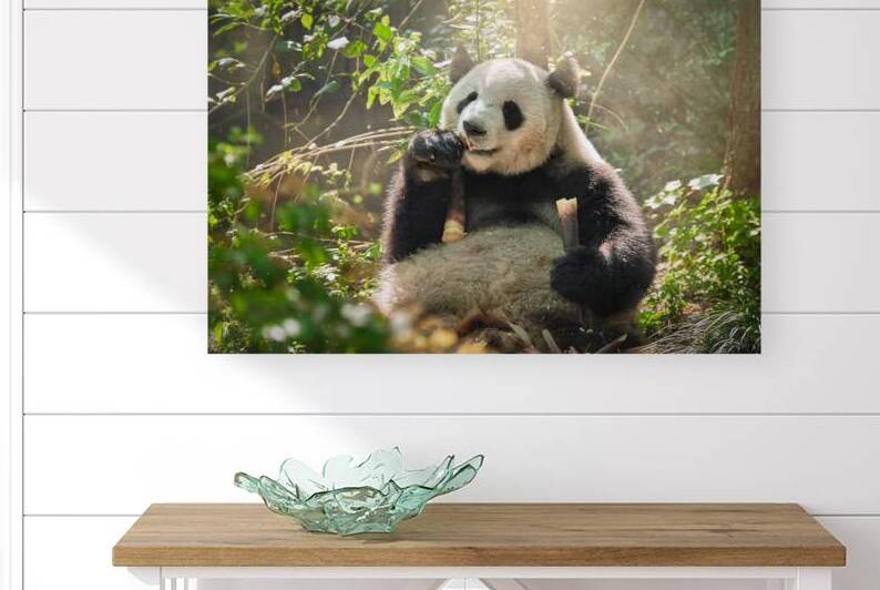 Giant panda bear in China by Dmitry Rukhlenko