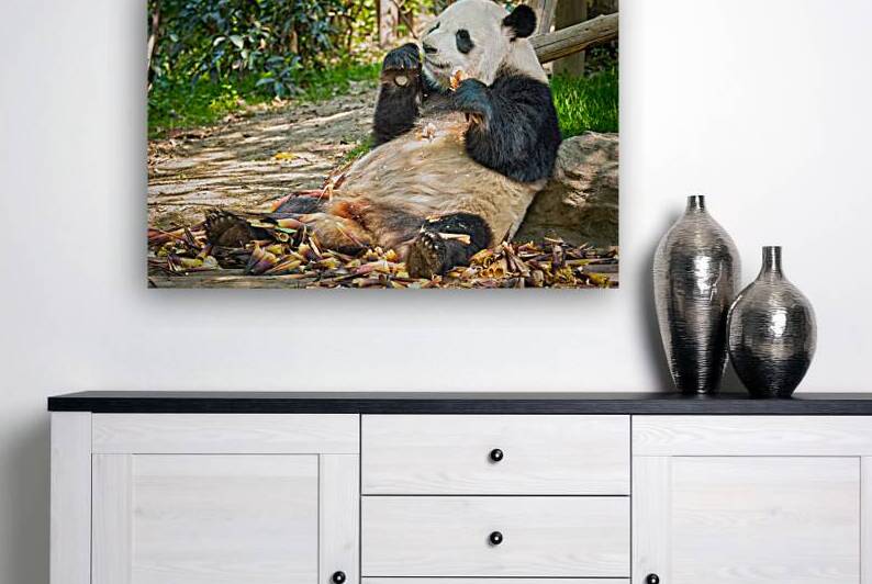 Giant panda bear in China by Dmitry Rukhlenko