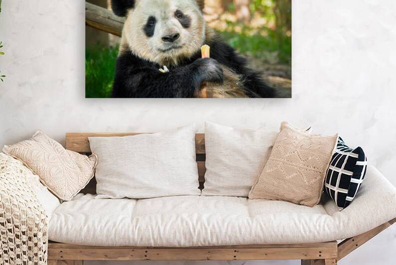 Giant panda bear in China by Dmitry Rukhlenko