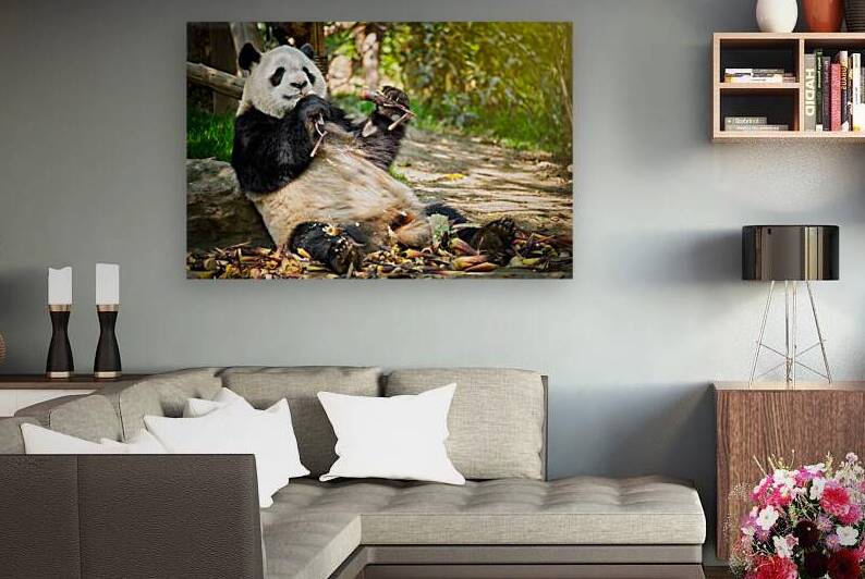 Giant panda bear in China by Dmitry Rukhlenko