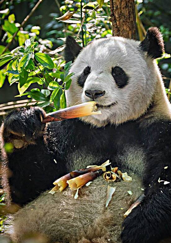 Giant panda bear in China by Dmitry Rukhlenko