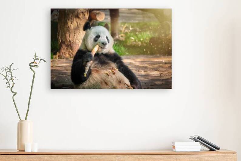 Giant panda bear in China by Dmitry Rukhlenko