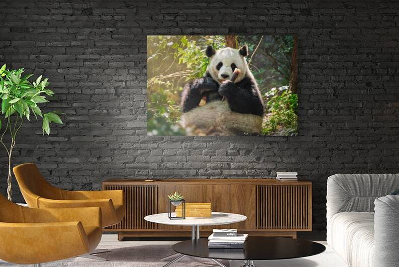 Giant panda bear in China by Dmitry Rukhlenko