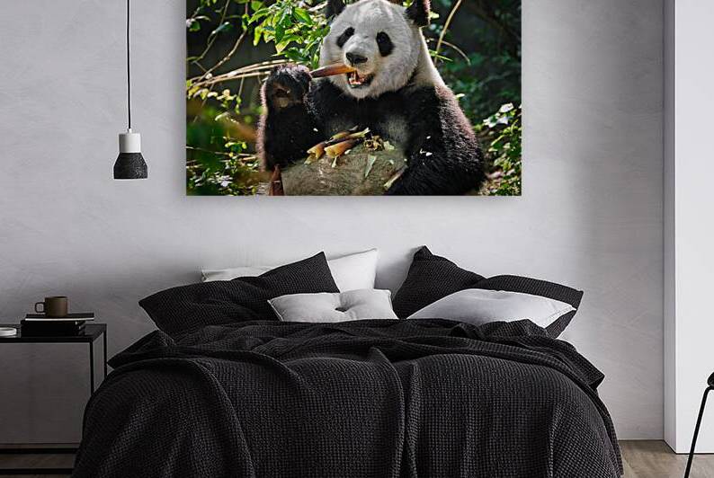 Giant panda bear in China by Dmitry Rukhlenko