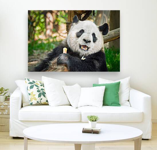 Giant panda bear in China by Dmitry Rukhlenko
