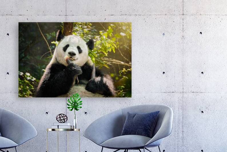 Giant panda bear in China by Dmitry Rukhlenko