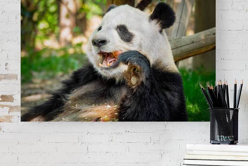 Giant panda bear in China by Dmitry Rukhlenko
