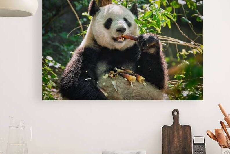 Giant panda bear in China by Dmitry Rukhlenko