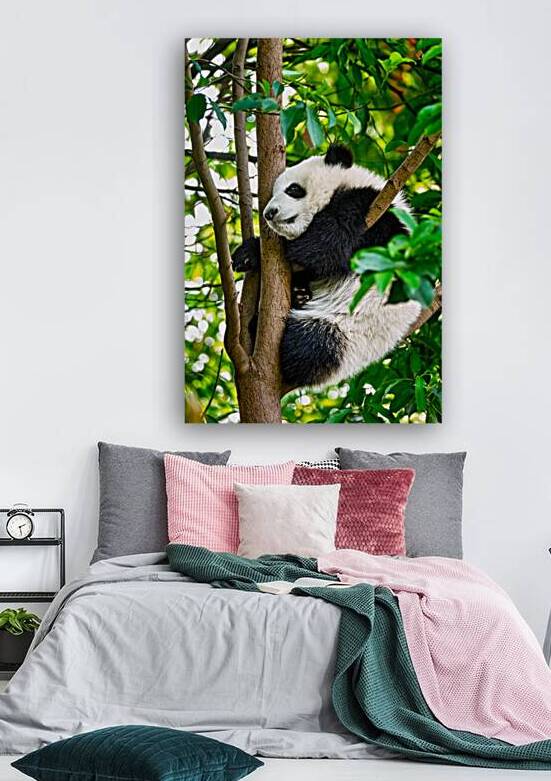 Giant panda bear in China by Dmitry Rukhlenko