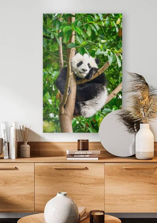 Giant panda bear in China by Dmitry Rukhlenko