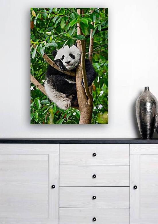 Giant panda bear in China by Dmitry Rukhlenko