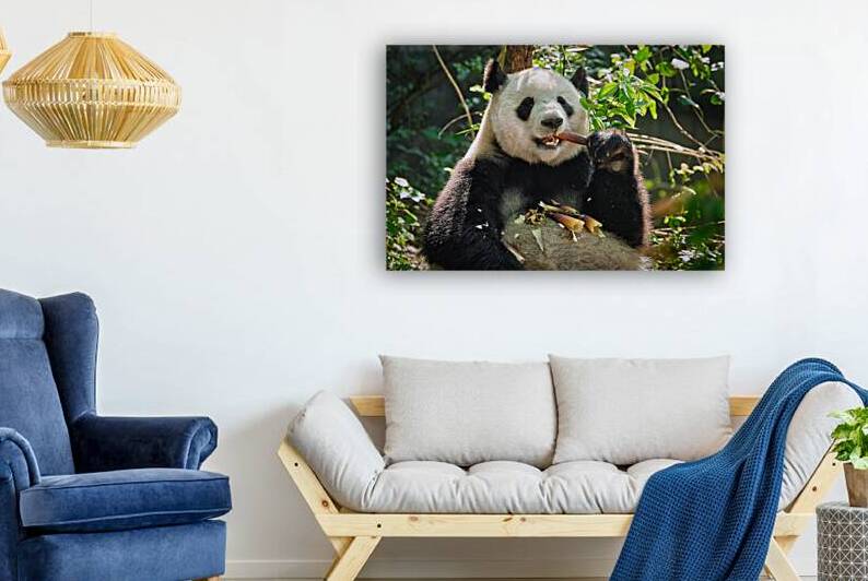 Giant panda bear in China by Dmitry Rukhlenko