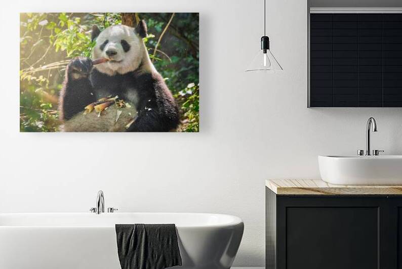 Giant panda bear in China by Dmitry Rukhlenko