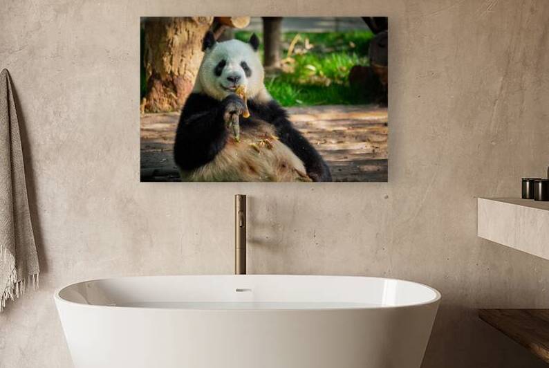 Giant panda bear in China by Dmitry Rukhlenko