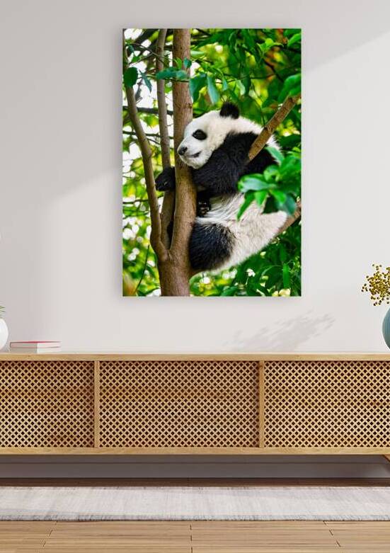 Giant panda bear in China by Dmitry Rukhlenko