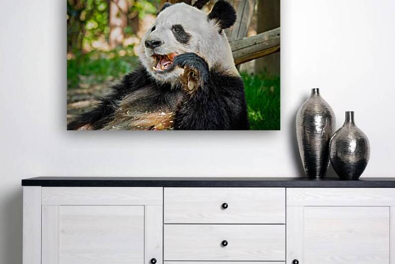 Giant panda bear in China by Dmitry Rukhlenko