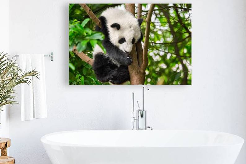 Giant panda bear in China by Dmitry Rukhlenko