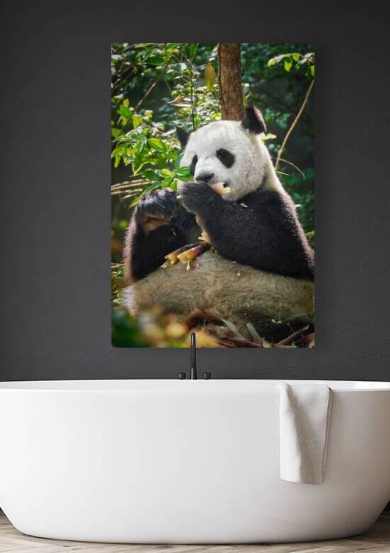 Giant panda bear in China by Dmitry Rukhlenko