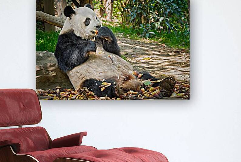 Giant panda bear in China by Dmitry Rukhlenko