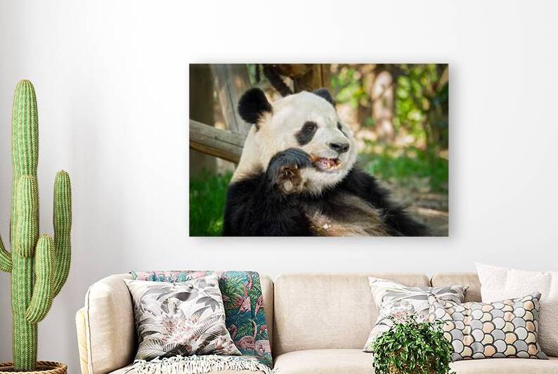 Giant panda bear in China by Dmitry Rukhlenko
