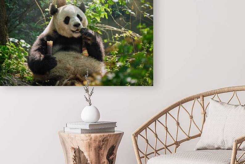 Giant panda bear in China by Dmitry Rukhlenko