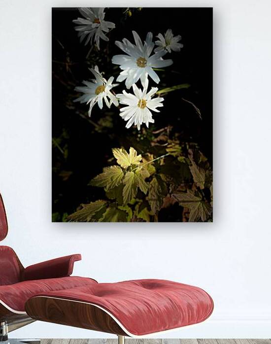 Daises in the Spotlight by Catriona Roberts Nature Photography and Designs