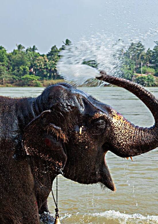 Elephant bathing in the river by Dmitry Rukhlenko