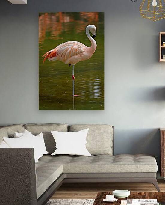 Chilean flamingo Phoenicopterus chilensis bird by Dmitry Rukhlenko