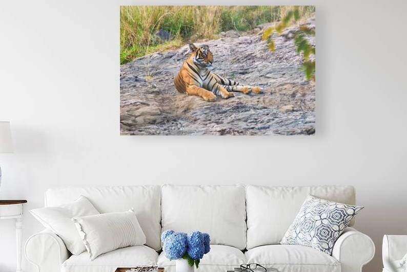 Beautiful Royal Bengal Tiger resting in Ranthambore National Park Rajasthan India by Dmitry Rukhlenko