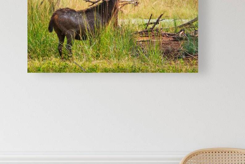 Male sambar Rusa unicolor deer in Ranthambore National Park Rajasthan India by Dmitry Rukhlenko