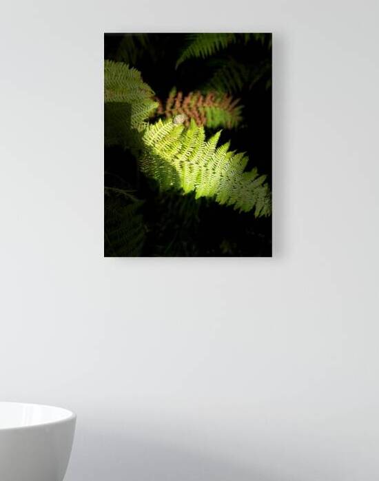 Scenes from the Trail- Autumnal Ferns by Catriona Roberts Nature Photography and Designs