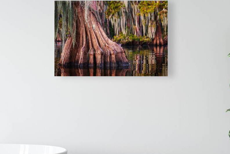 Cypress Footprint by Andy Crawford