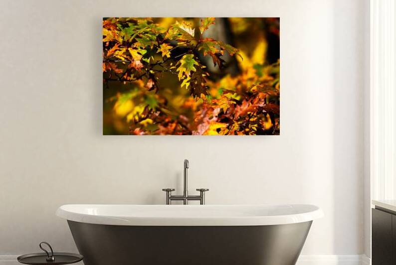 automn colors  by Patrick Lauzon