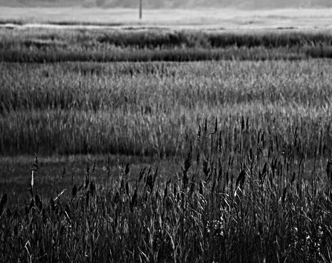 Fields of the Middle Thorofare by Jason Fink