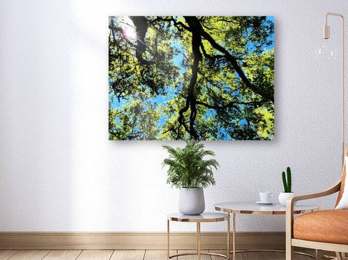 Birch Tree Canopy in Intelligent Art by Catriona Roberts Nature Photography and Designs