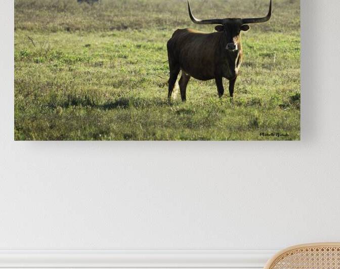 Long Horns by Michelle Nichols