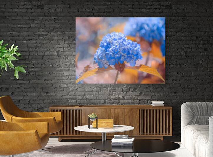 Blue Hydrangea by Joan Han