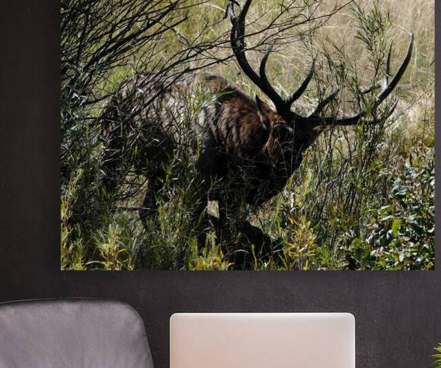 Estes Park Bull Elk  by Noble Gallery
