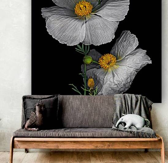 Matilija Poppy by Jane Baron