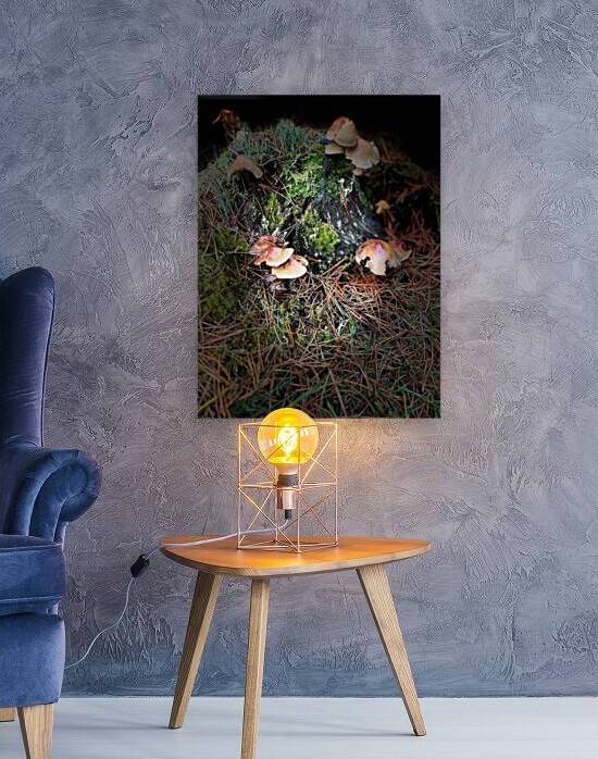 Scenes from the Trail- Forest Mushrooms  by Catriona Roberts Nature Photography and Designs