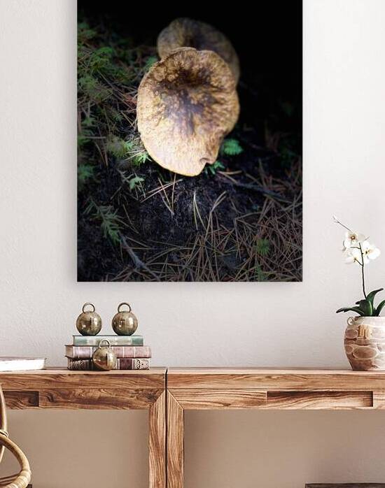 Scenes from the Trail- Mushrooms Out of the Darkness by Catriona Roberts Nature Photography and Designs
