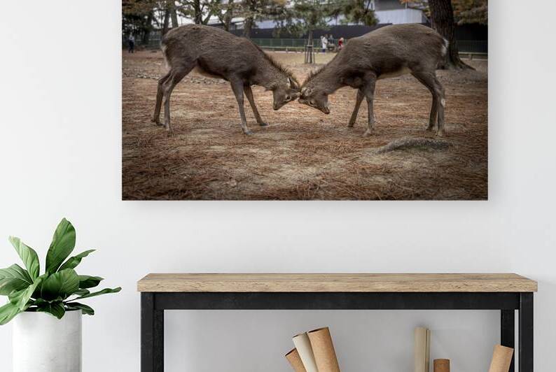 Two sika deer buck fighting with antlers in nara park japan by Gualtiero Boffi