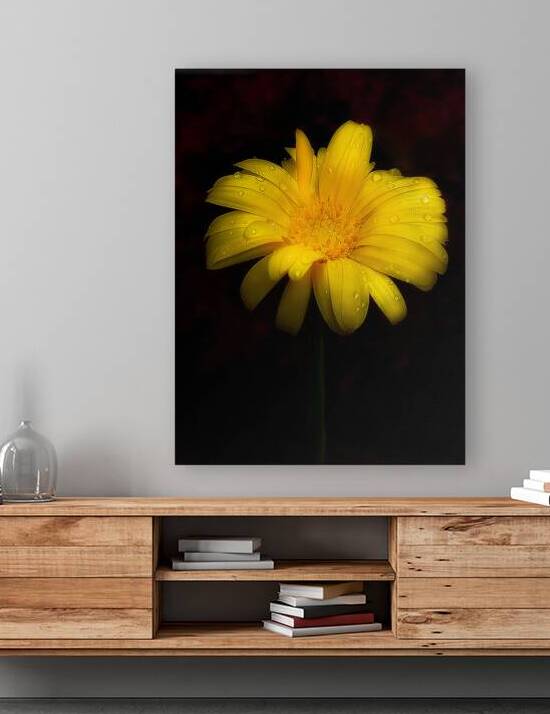 Yellow Daisy with Raindrops by Joan Han