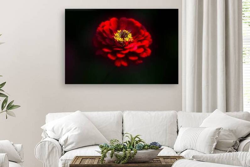 Red Zinnia II by Joan Han