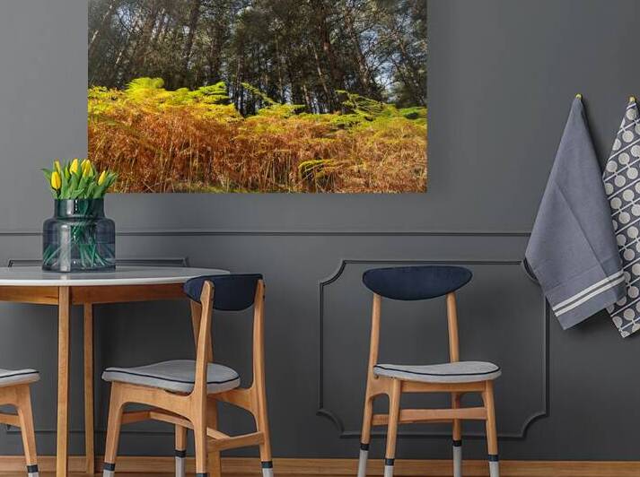 Scenes from the Trail - Ferns in a Scottish Highlands Pine Forest by Catriona Roberts Nature Photography and Designs