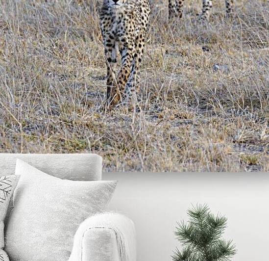 Cheetah cubs Amboseli National Park Kenya by Randy Roy Photography