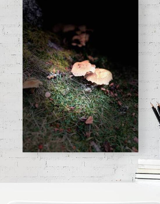 Scenes from the Trail- Forest Mushrooms by Catriona Roberts Nature Photography and Designs