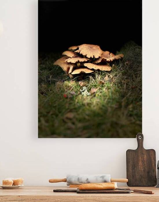 Scenes from the Trail - Autumnal Woodland Mushrooms by Catriona Roberts Nature Photography and Designs
