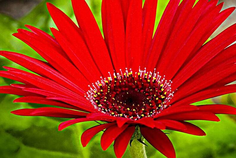 Big Red Zinnia X100 by Rich Franco
